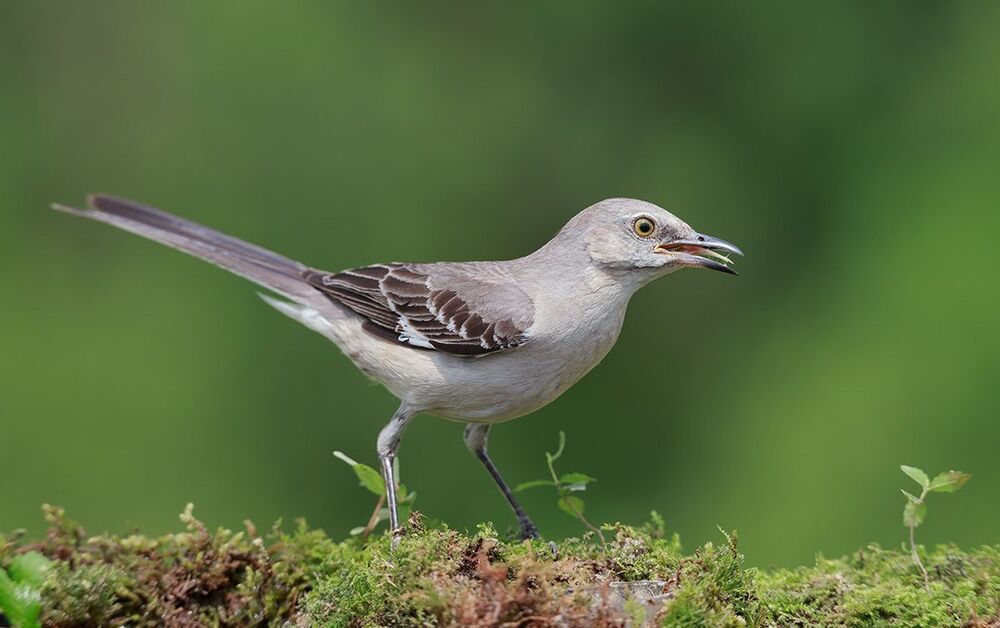 Многоголосый пересмешник - Northern Mockingbird  (Juvenile)