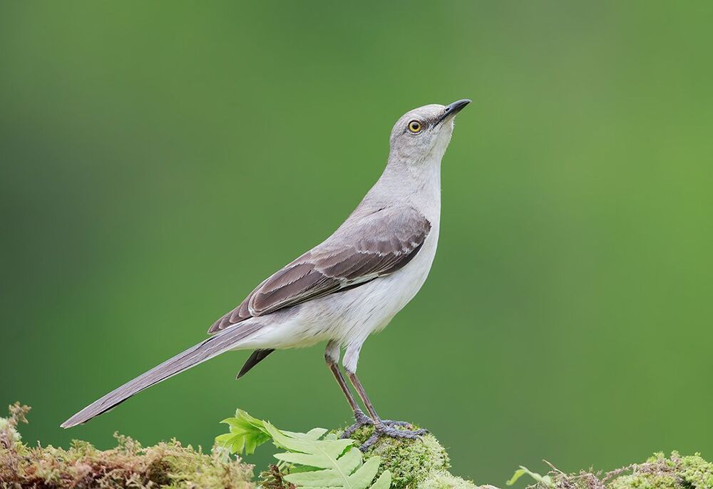 Многоголосый пересмешник - Northern Mockingbird  (Juvenile)