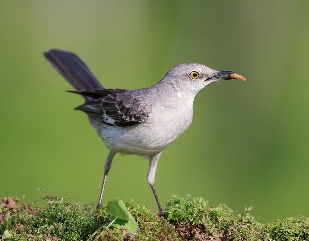 Многоголосый пересмешник - Northern Mockingbird  (Juvenile)