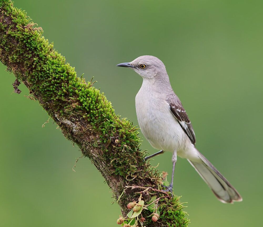 Многоголосый пересмешник - Northern Mockingbird  (Juvenile)