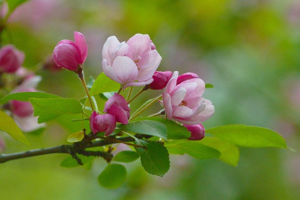 Весенние цветочки