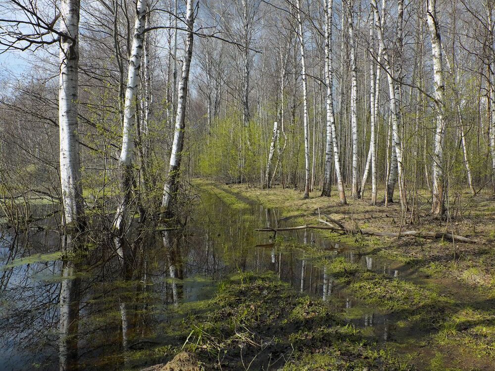 03. Зелёный дым оживляет неброскую поначалу колористику весны...