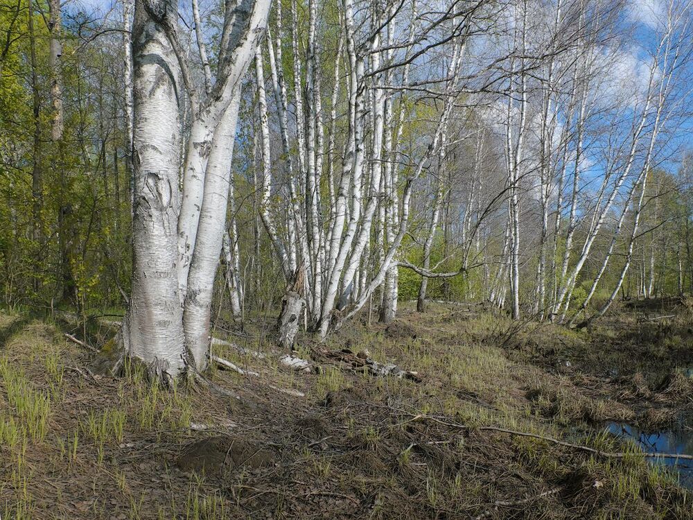 05. Прошло две недели и уровень воды заметно понизился. Это те же берёзы у старицы, что и на предыдущем кадре, но они уже на суше...