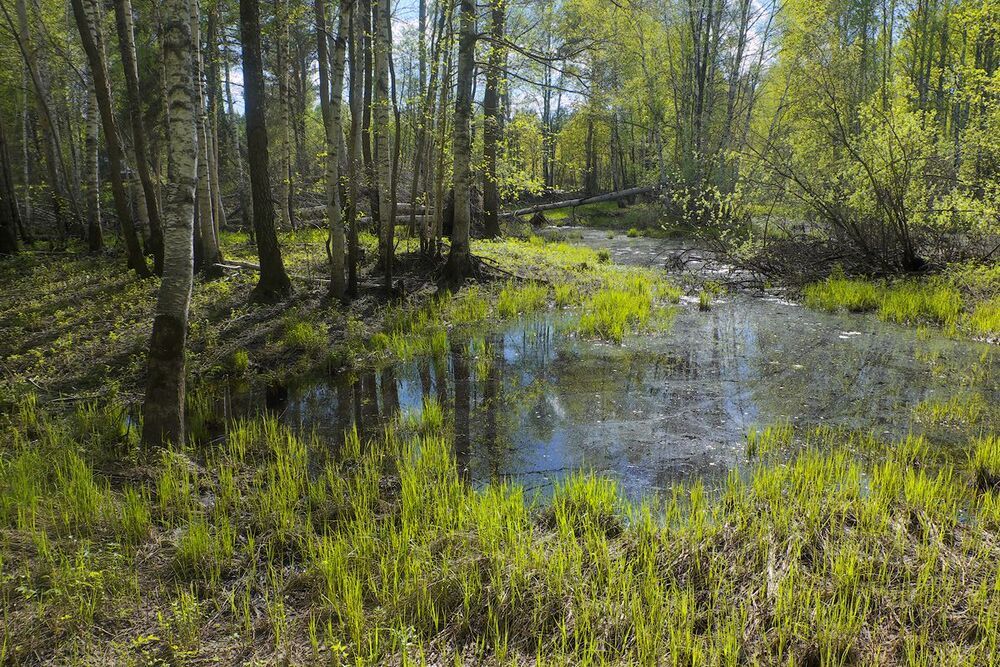 07. Свежая зелень активно осваивает освободившееся от воды места