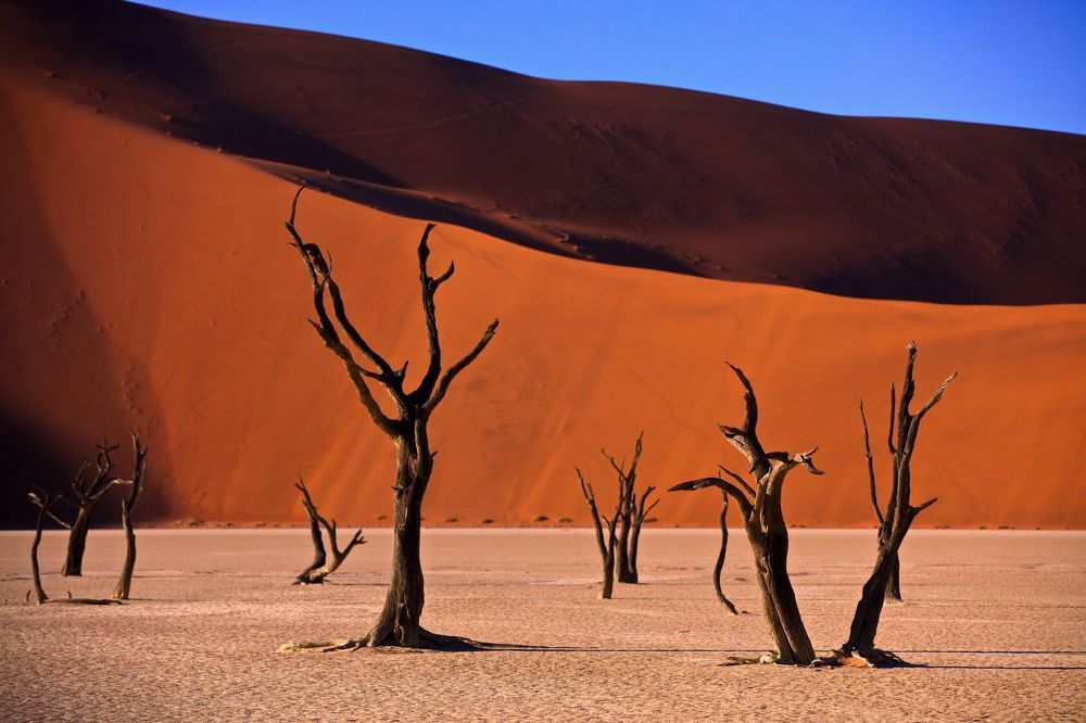 Коряжистость