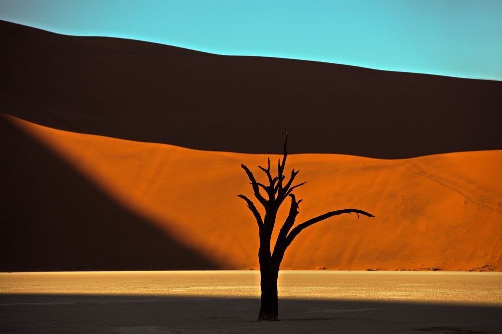Коряжистость