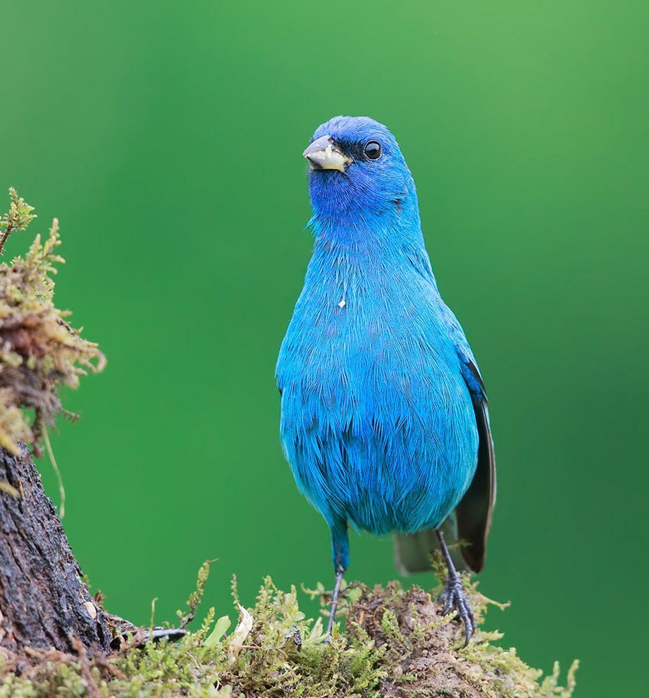 Индиговый овсянковый кардинал - Indigo Bunting