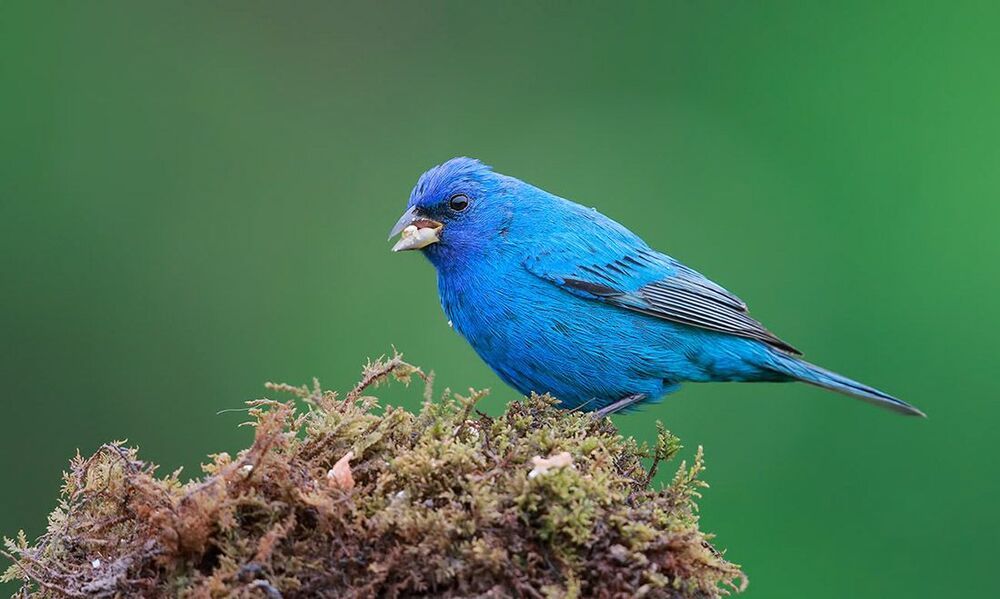 Индиговый овсянковый кардинал - Indigo Bunting