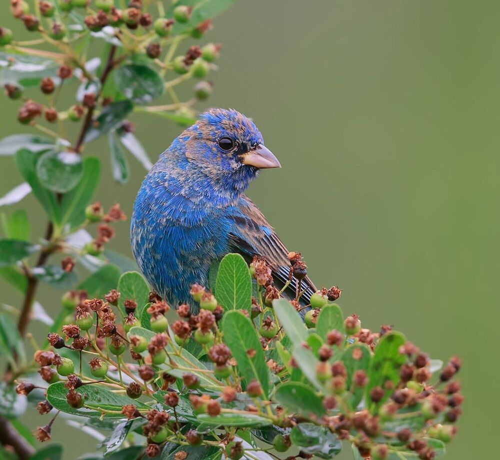 Индиговый овсянковый кардинал - Indigo Bunting