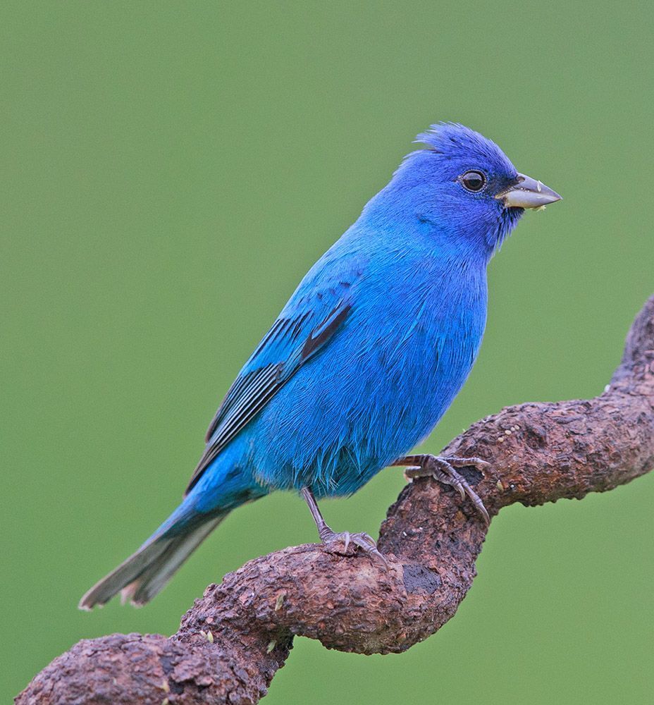 Индиговый овсянковый кардинал - Indigo Bunting