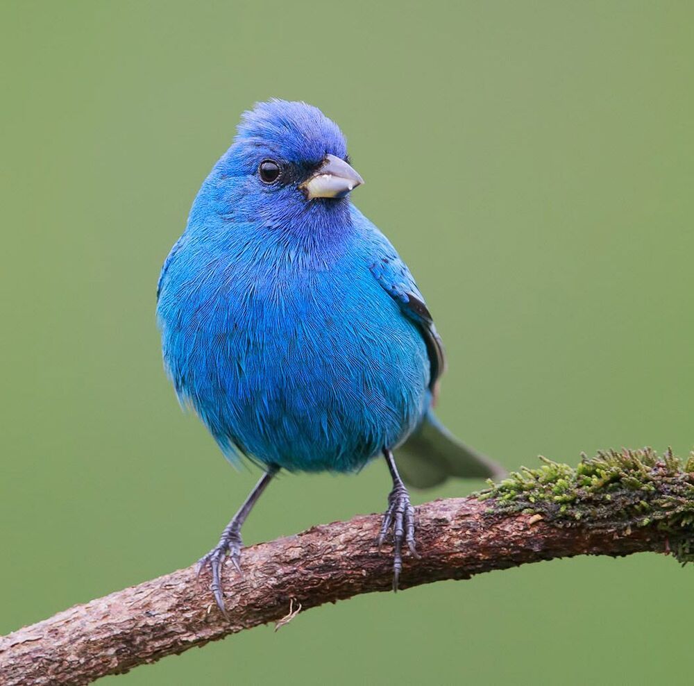 Индиговый овсянковый кардинал - Indigo Bunting