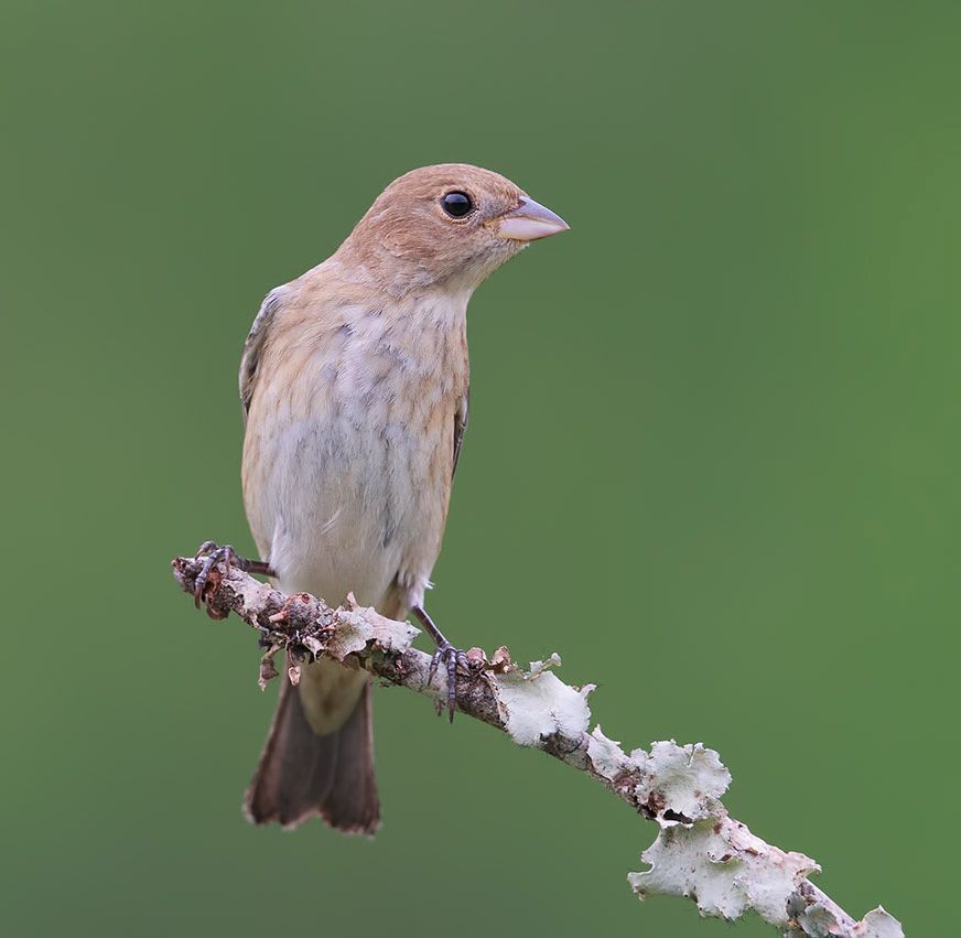 Индиговый овсянковый кардинал - Indigo Bunting