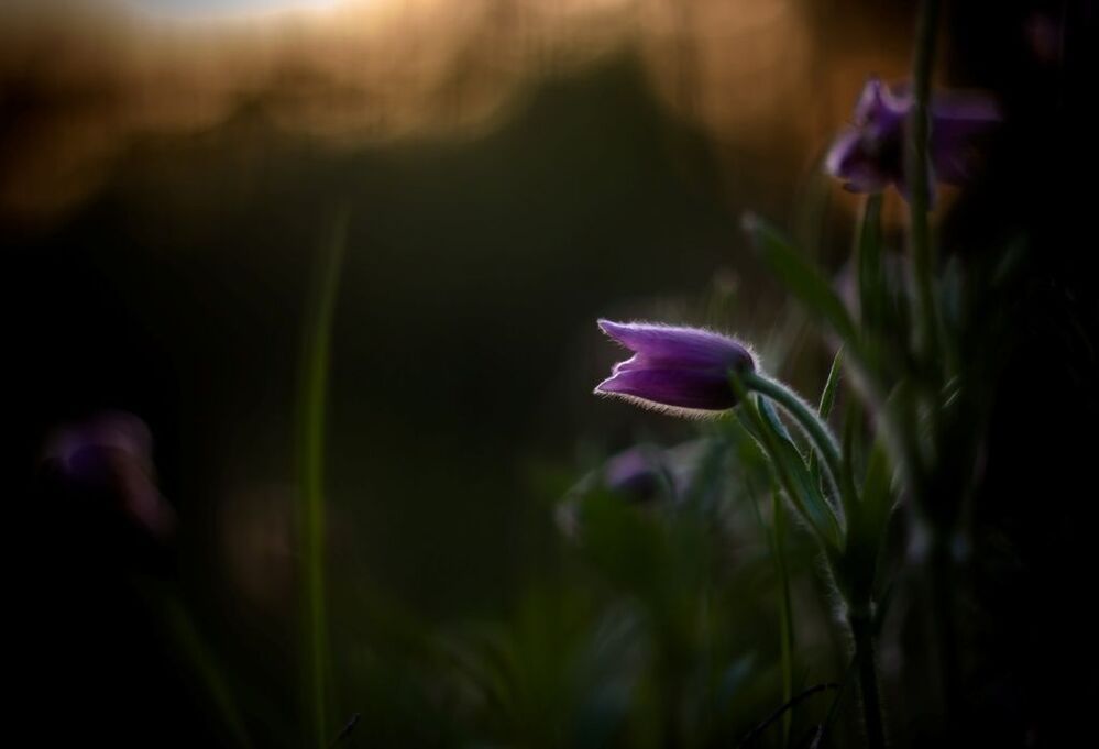 Один день из жизни Прострела даурского ( Pulsatilla dahurica )