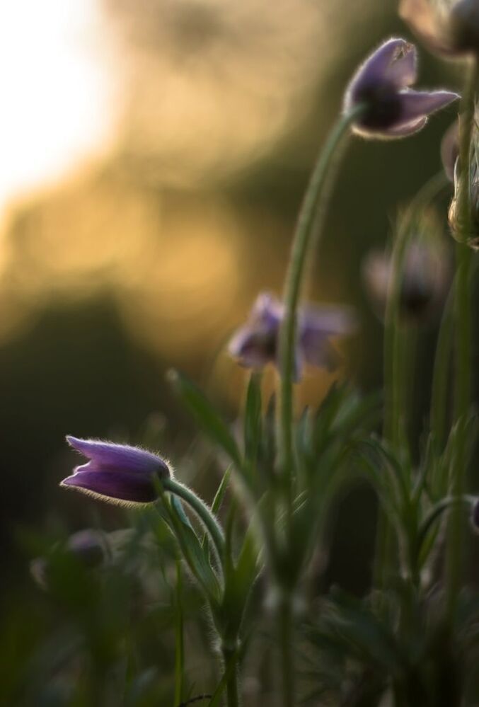 Один день из жизни Прострела даурского ( Pulsatilla dahurica )