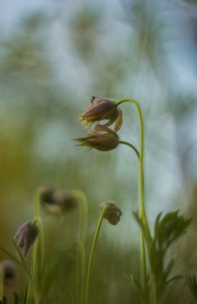 Один день из жизни Прострела даурского ( Pulsatilla dahurica )