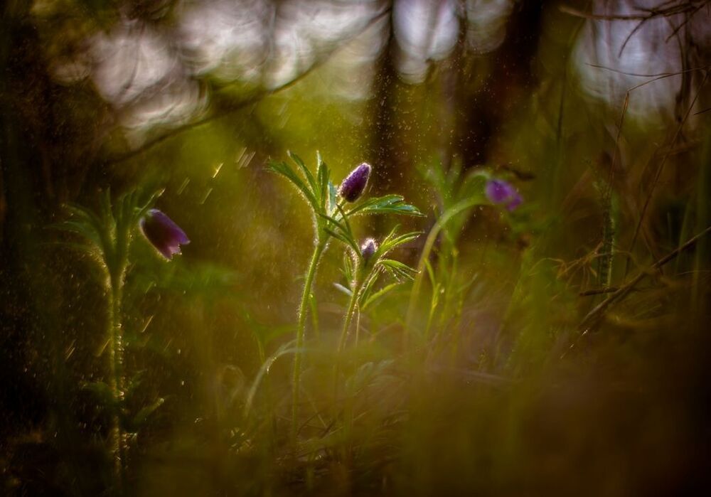 Один день из жизни Прострела даурского ( Pulsatilla dahurica )