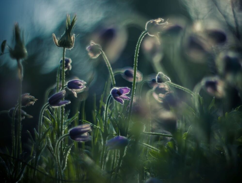 Один день из жизни Прострела даурского ( Pulsatilla dahurica )