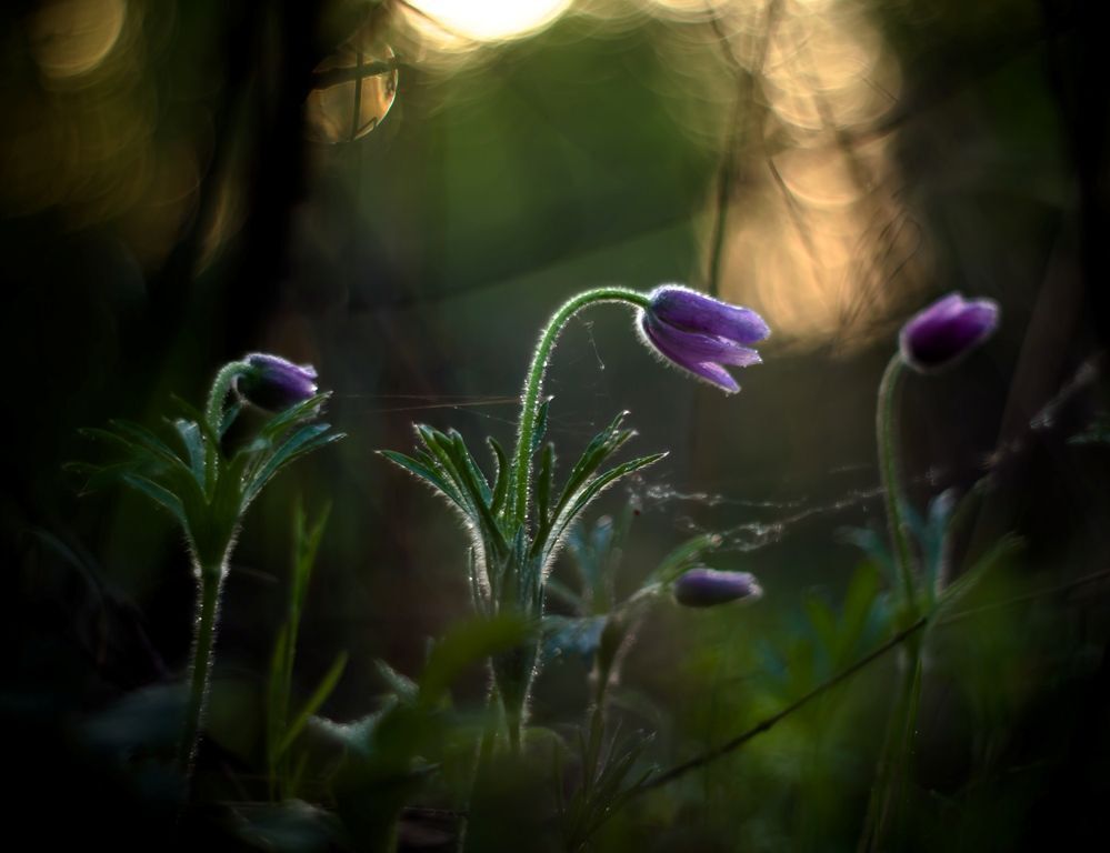 Один день из жизни Прострела даурского ( Pulsatilla dahurica )