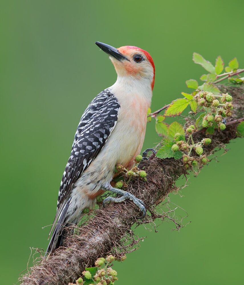 Red-bellied Woodpecker - Каролинский меланерпес