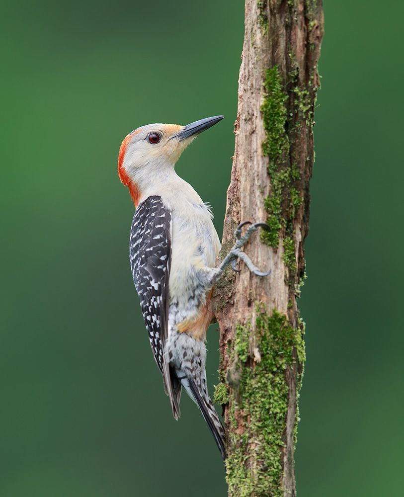 Red-bellied Woodpecker - Каролинский меланерпес