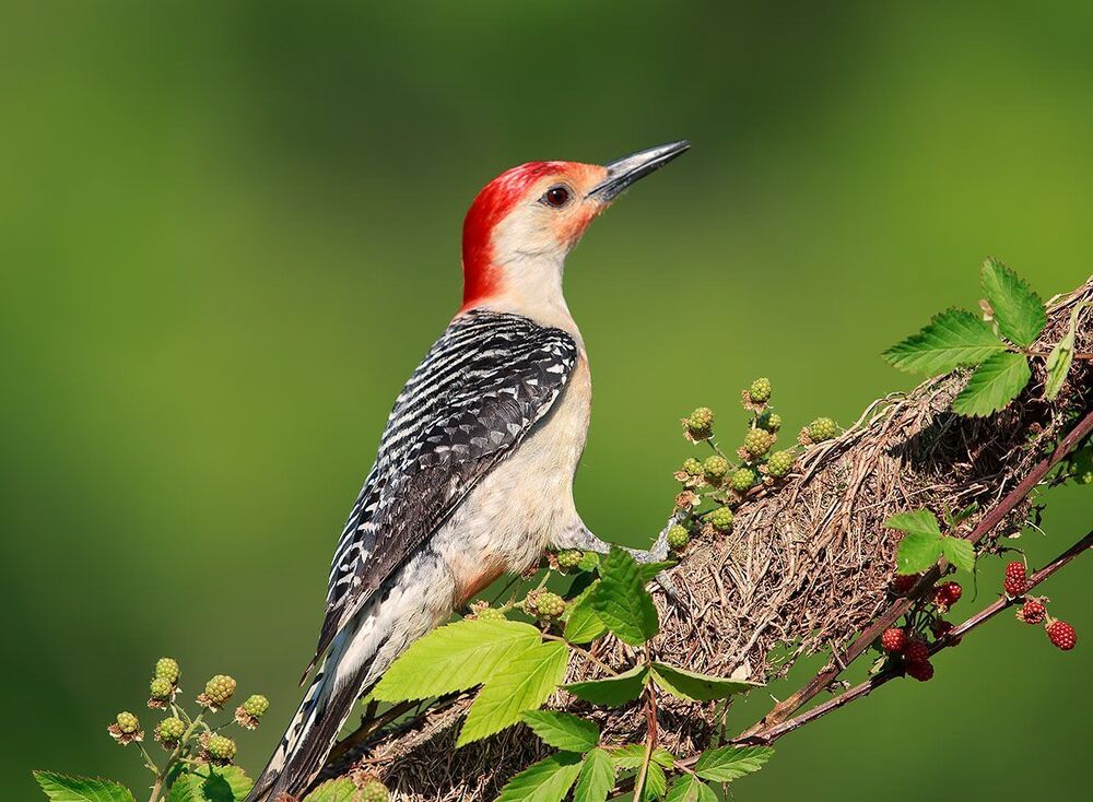 Red-bellied Woodpecker - Каролинский меланерпес