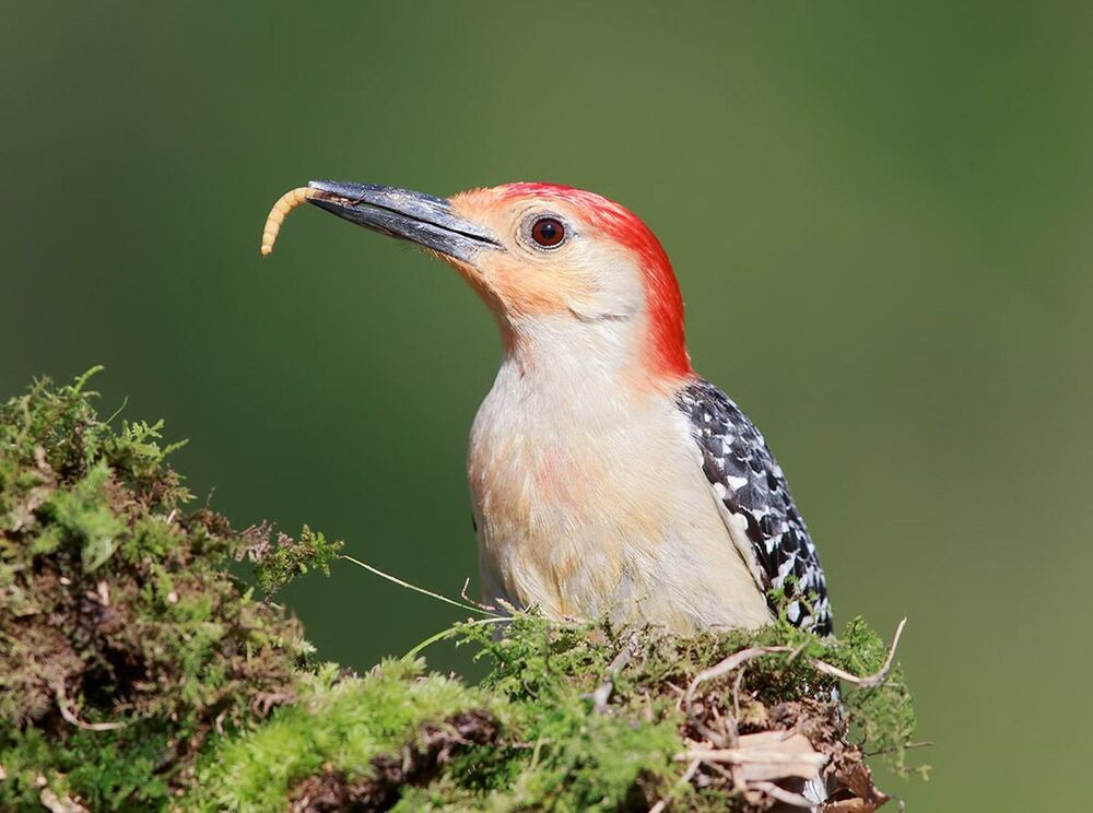 Red-bellied Woodpecker - Каролинский меланерпес