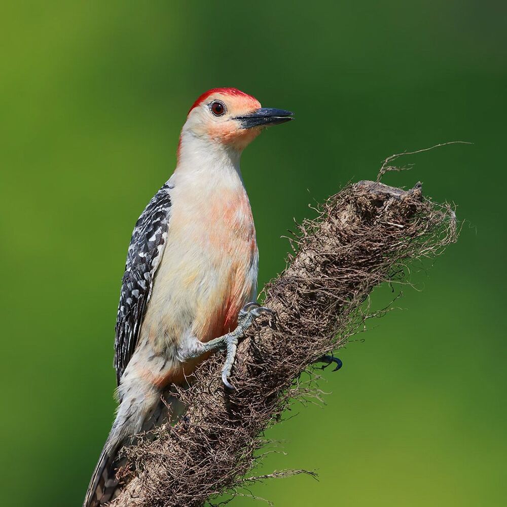 Red-bellied Woodpecker - Каролинский меланерпес