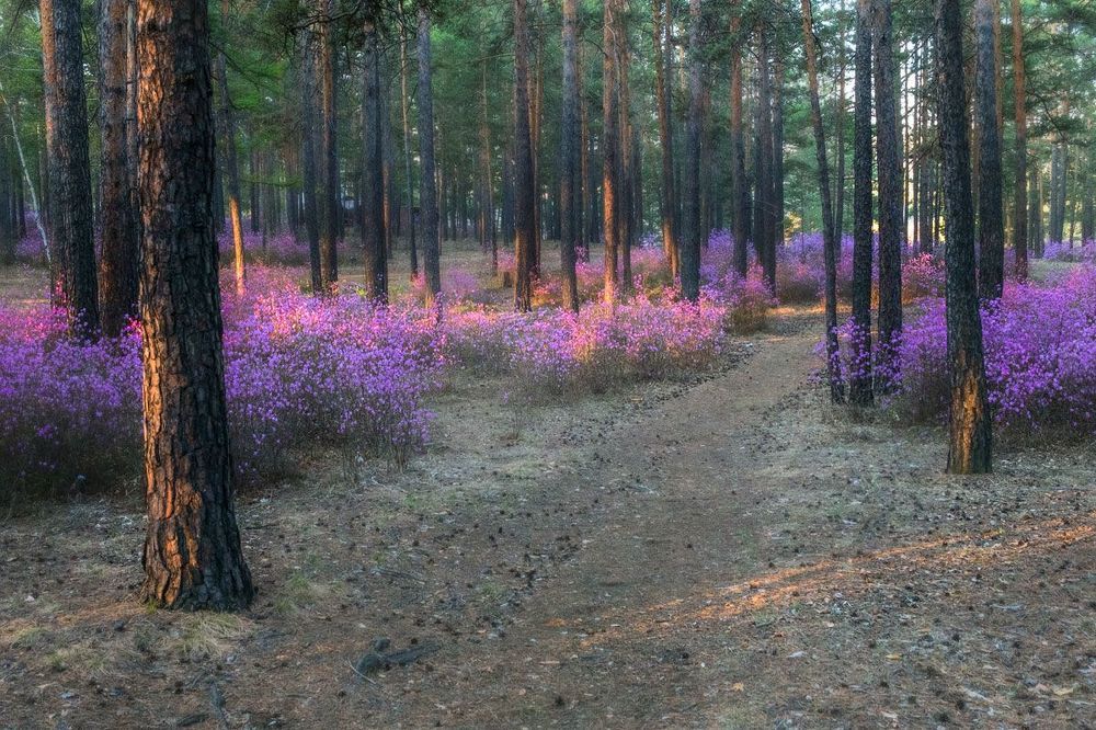 Утро в лесу с багульником