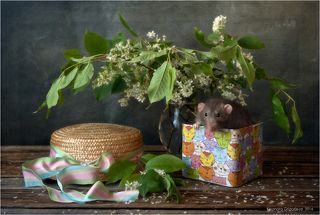 Мышик не боится котиков))