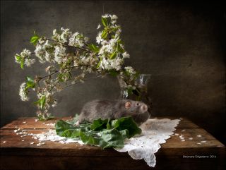 Переезд на дачу состоялся. Столько всего нового и запахи другие