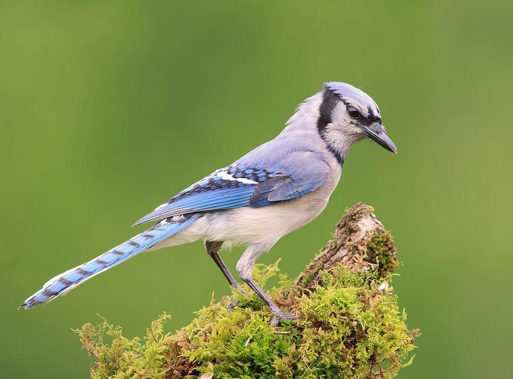 Голубая сойка - Blue Jay