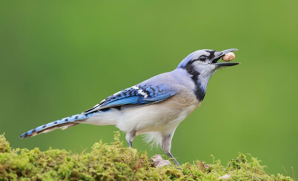 Голубая сойка - Blue Jay