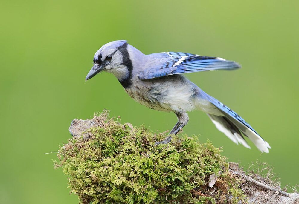 Голубая сойка - Blue Jay