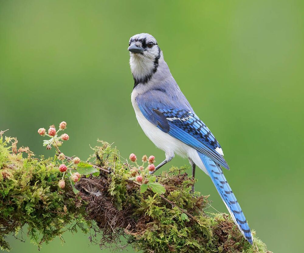 Голубая сойка - Blue Jay