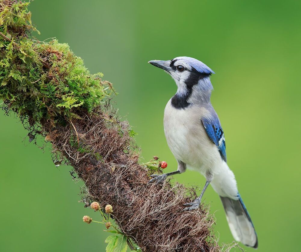 Голубая сойка - Blue Jay