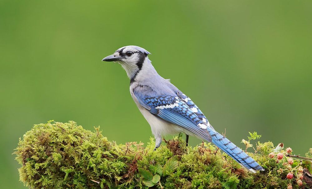 Голубая сойка - Blue Jay