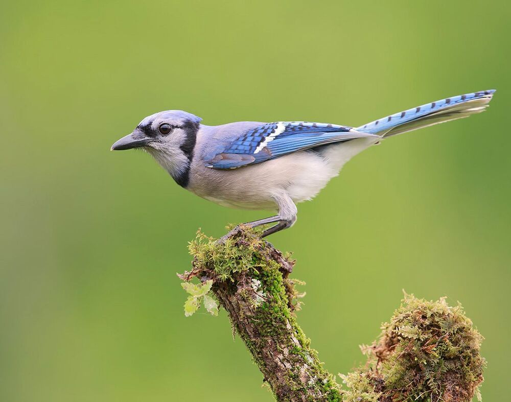 Голубая сойка - Blue Jay