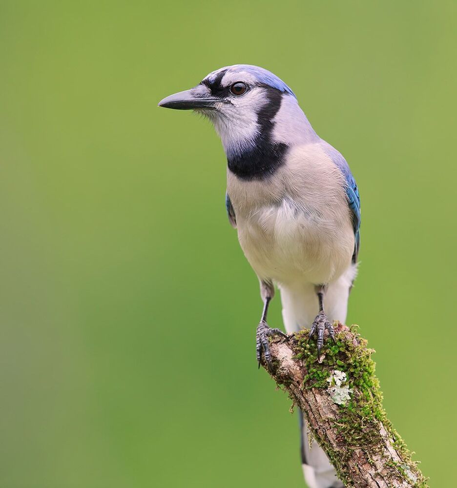 Голубая сойка - Blue Jay