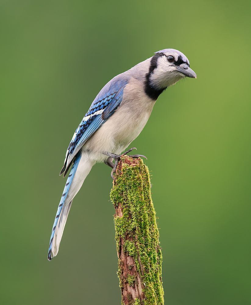 Голубая сойка - Blue Jay