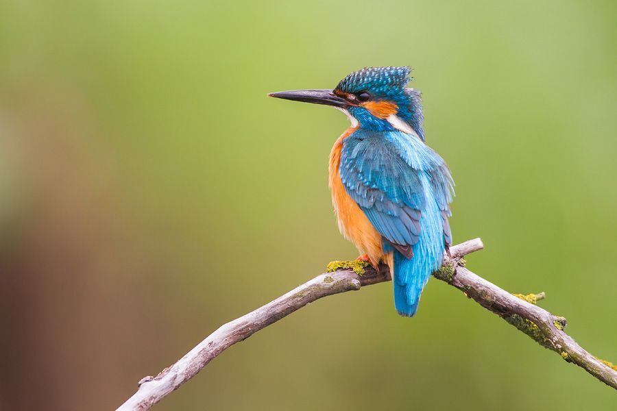 Kingfisher