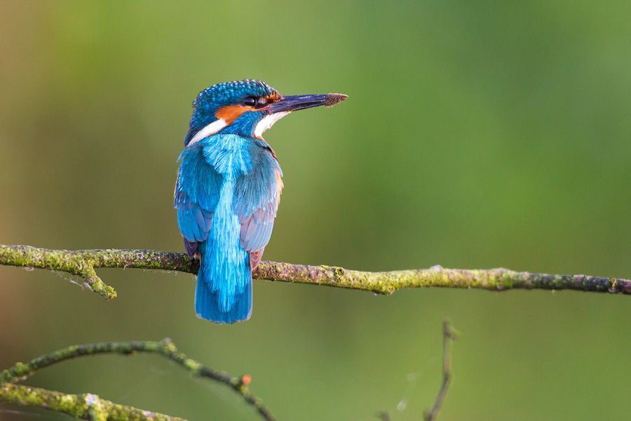 Kingfisher