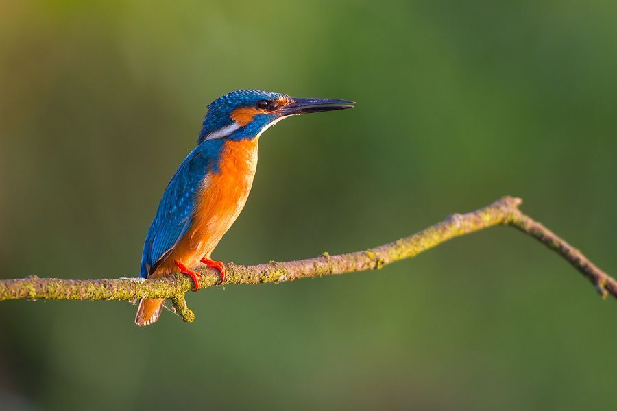Kingfisher