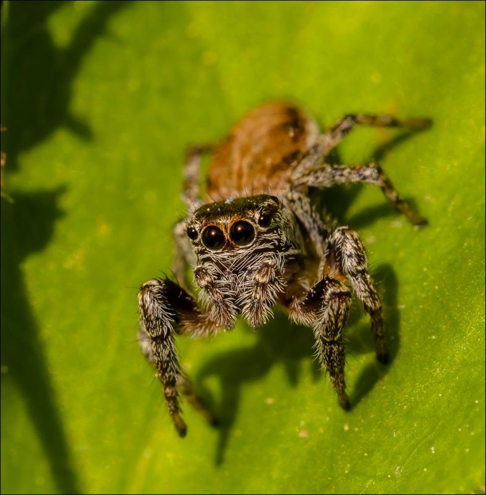 Скакунчик)
