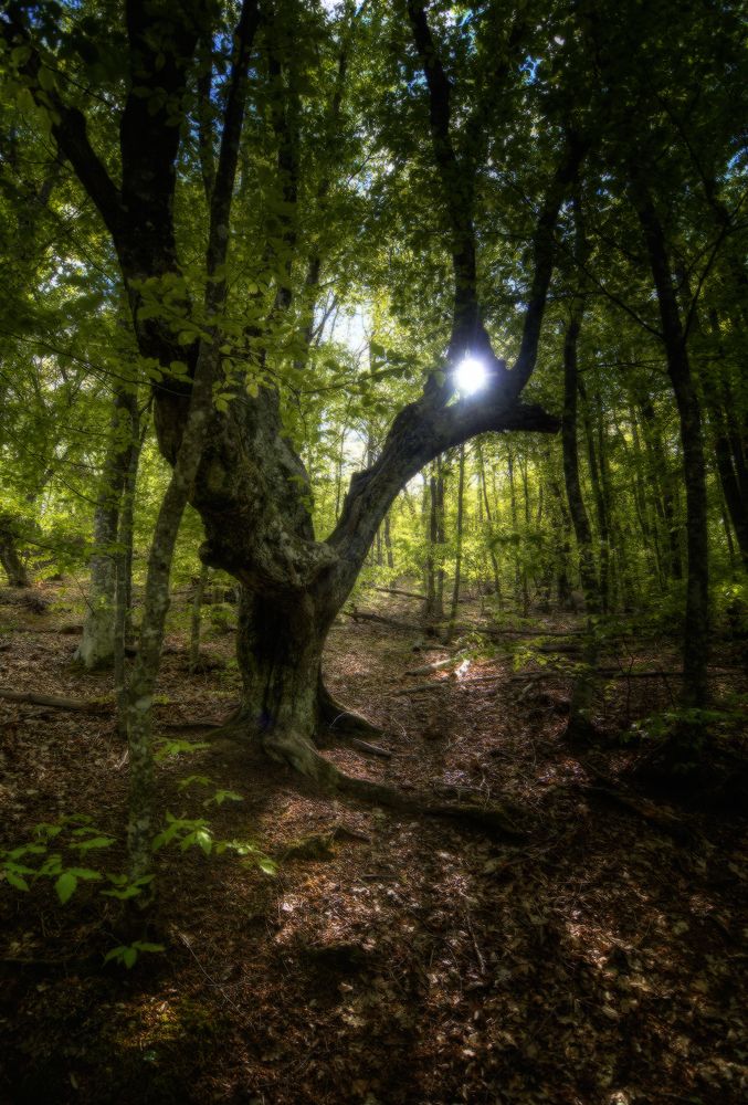 Там чудеса, там леший бродит...