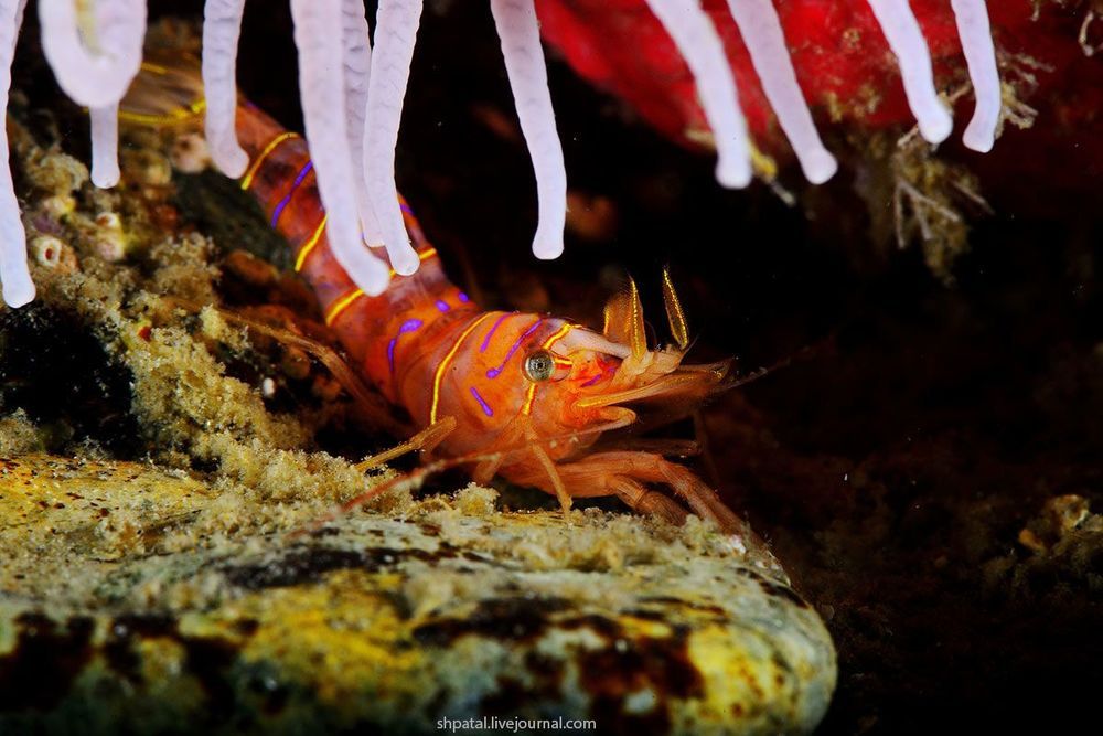 Креветка Lebbius grandimanus