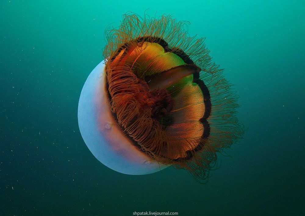 Медуза Aurelia Limbata