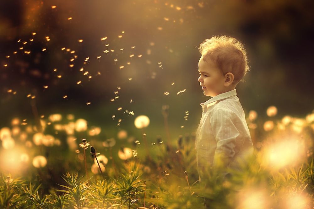 одуванчики