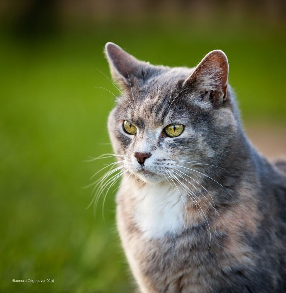 Тинатин. Самая старшая кошка, ей 12 лет