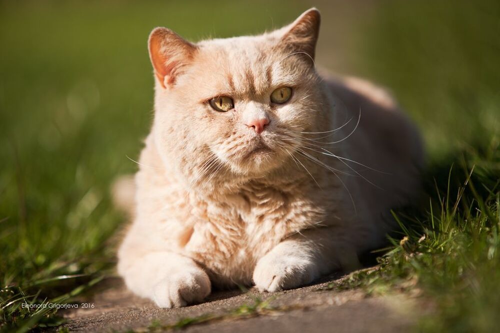 Кот. Просто Кот. Скоро будет 9 лет.