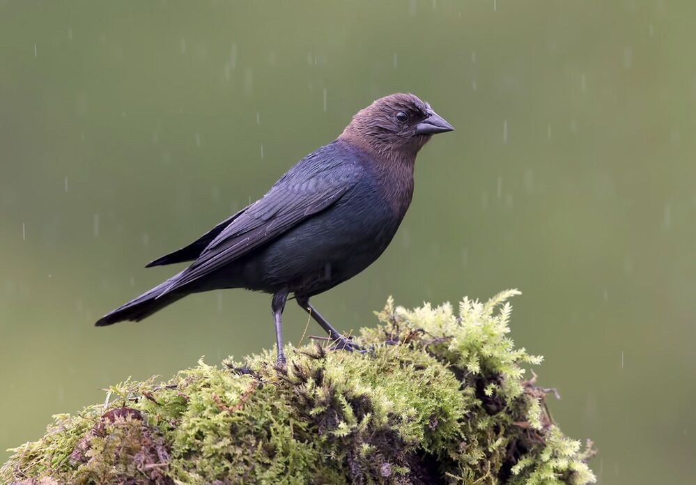 Буроголовый коровий трупиал (Brown-headed Cowbird) и Красноплечий чёрный трупиал (Red-winged Blackbird).